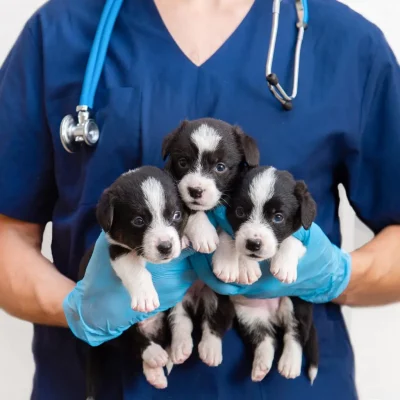 bks-steuerpartner steuer tierarzt